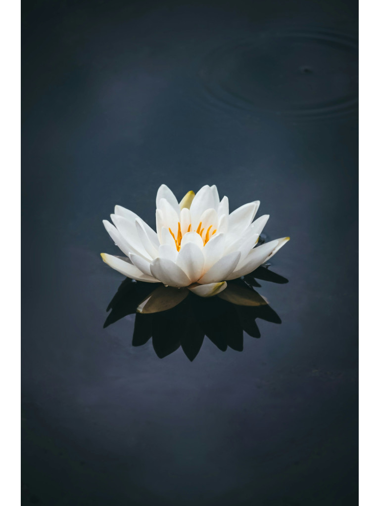 ESSENTIAL OIL LOTUS
