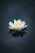 ESSENTIAL OIL LOTUS